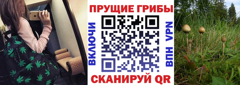 Купить  Павловский Посад  Псилоцибиновые грибы ЛСД 